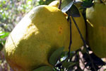 张家界特产水果--金香柚